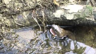 Northern Water Snake  Nerodia sipedon sipedon  Hamilton County Ohio USA  May 27 2013 [upl. by Giacinta901]