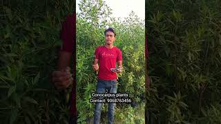 Conocarpus plants timber indoorplantnursery gardenplants nursery india [upl. by Nobe]