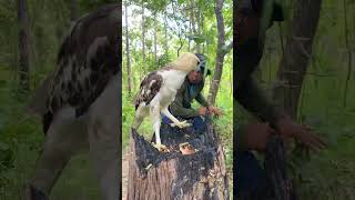 Surprise To See Eagle part 01 wildlife drama birdnest wingedeagle martialeagle [upl. by Alika668]