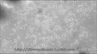 Listeria monocytogenes tumbling motility [upl. by Acsehcnarf]