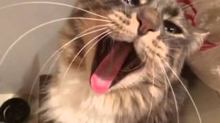 Cute Cat Yawn [upl. by Martica]