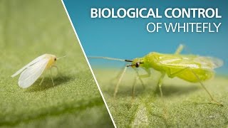 Biological control of whitefly  Macrolophus pygmaeus [upl. by Arotak754]