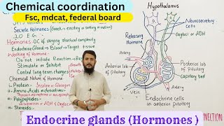 Chemical coordination  hormones  neurosecretory role of hypothalamus  class 12 [upl. by Adnil]