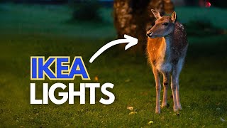 Using Lights to Photograph Wildlife｜Sony A7RV [upl. by Constantine448]