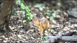 Meet the smallest deer in the world [upl. by Sotos]