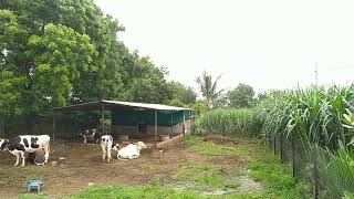 Farm Live Video live farming lifein farm  aggriculture [upl. by Yrovi]