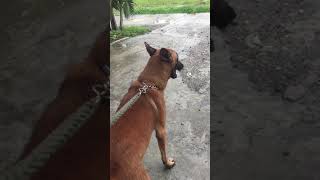 Belgian Malinois Barking [upl. by Sulecram]