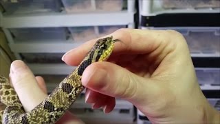 An Intro to Hognose Snakes Plus Easterns vs Westerns [upl. by Nnagem]