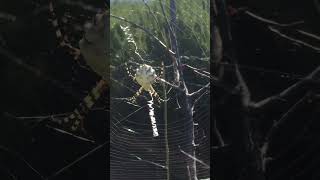 Argiope lobata Аргиопа дольчатая kakhovkadam spider argiopelobata nature garden [upl. by Lertram182]