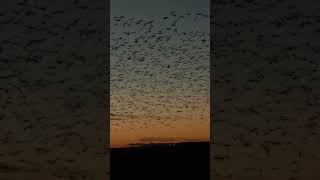 Land of the living skies birdhunting hunting snowgoosehunting goosehunting snowgeese snows [upl. by Barbur]