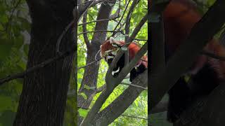 A red panda perched in a tree pet cute pets animals [upl. by Yspyg]