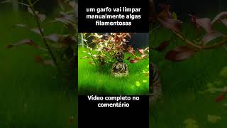 🔴USE ISSO E SE LIVRE DAS ALGAS FILAMENTOSAS shorts Mr Betta [upl. by Loreen]