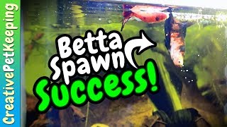 Koi Betta Breeding 💙 SUCCESS  Part 3 [upl. by Arised]