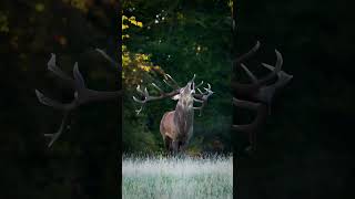 Many antlered deertrendingvaral animals trending [upl. by Ardnaskela]