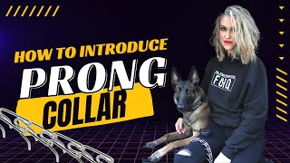 Prong Collar Comparison Guide [upl. by Tormoria749]