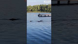 Deadly alligator chases after children as they swim away in terror [upl. by Euqitsym]