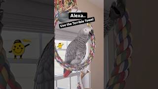 Symon says Alexa…use the Terrible Towel😆talkingparrot birds parrot pets terribletowel [upl. by Elleneg]