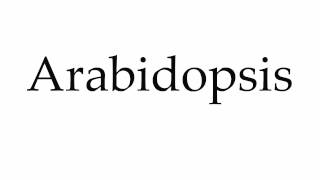 How to Pronounce Arabidopsis [upl. by Ellehsat]