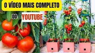 COMO PLANTAR TOMATE EM VASO Tudo que você precisa saber PRA TER SUCESSOneste cultivoPASSO A PASSO [upl. by Eseilanna770]