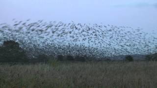 An Otmoor Murmuration [upl. by Mmada]