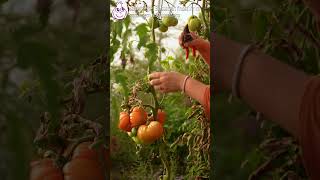 Mit diesem Trick reifen Tomaten im Herbst besser nach [upl. by Jacquelyn]