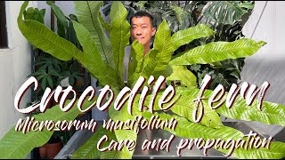 Microsorum Musifolium Crocodyllus Crocodile Fern Care Tips and Propagation  WITH UPDATES [upl. by Dichy]