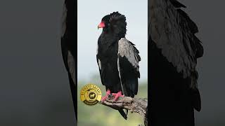 Pair of Bateleurs Snake Eagles in Kruger National Park [upl. by Amliw410]