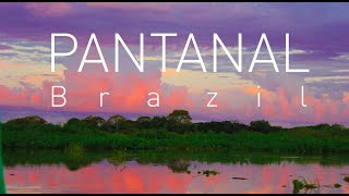 Brazil The Pantanal [upl. by Hoffman]