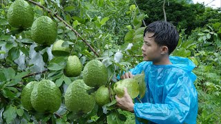 2 year living in forest Harvest big guava fruitlarge custard apple dragon fruit to market sell [upl. by Morie267]