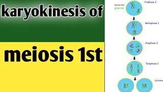 Phases of karyokinesis of meiosis 1 class 9 biologyLesson no30 [upl. by Lleret]