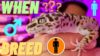 When to BREED your MALE leopard GECKO  age  size  frequency  2022 [upl. by Eugaet]