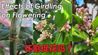 Does Girdling Promote Flowering  Effect of Girdling on Flowering  How to Girdle Fruit Trees 环割促花 [upl. by Rodl]