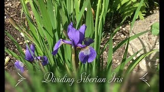 Dividing Siberian Iris Iris sibirica [upl. by Morganica]