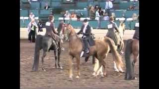 Undulatas Blue Light Special Charity Fair Horse Show 2013 [upl. by Nerraj]