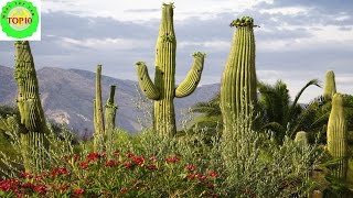 Spectacular Desert Plant Life  Amazing Nature [upl. by Nomolos393]