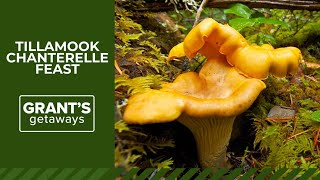 A chanterelle feast harvested in Tillamook State Forest [upl. by Omrellug]