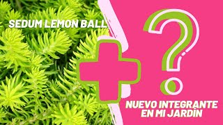 Sedum Lemon Ball  Llegó el nuevo integrante del jardín [upl. by Ulani]