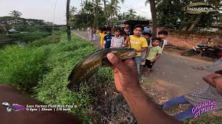 ഒരു നാടൻ വരാൽ ഫിഷിങ് വീഡിയോ 😂Channa striata fishing in kerala snakehead [upl. by Kendricks]