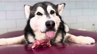 Playful Malamute Flips Raw Steak Onto Waterbed For Hilarious Mealtime Antics alaskanmalamute [upl. by Nayrb]