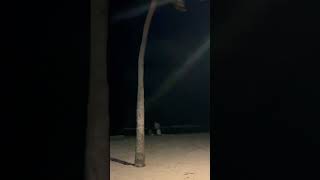 Beach Night shorts beach night hollywood florida city usa [upl. by Malliw409]