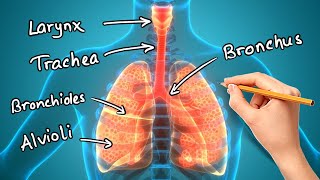 Meet the lungs  Respiratory system physiology  NCLEXRN  Khan Academy [upl. by Alleris]