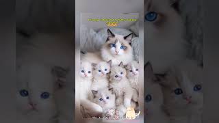 Which kitten do you want 😍🥰😺 adorablecatmoments cutekitty adorablecatmoments cutecat pets cat [upl. by Einra518]