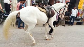 khatu shyam ji ki shobha yatra me ghodi ka dance [upl. by Lirbij842]