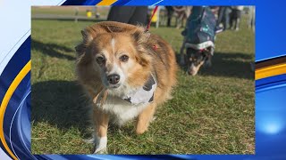 Animal Humane hosts 41st ‘Doggie Dash and Dawdle’ [upl. by Eneluqcaj971]