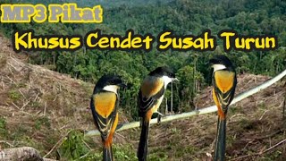 Burung Cendet Susah Turun⁉️Putar Ini 10 Menit Pasti Nempel [upl. by Damal123]