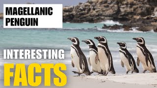 Exploring the Fascinating World of Magellanic Penguin  Interesting Facts  The Beast World [upl. by Ollopa122]