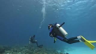 Cozumel Diving Palancar Gardens Pt2 2142024 [upl. by Llatsyrk]