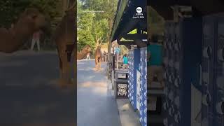 Camels escape from petting zoo at Ohio’s Cedar Point amusement park [upl. by Akiret570]