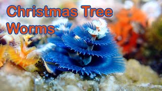 Christmas Tree Worms [upl. by Cesaria]