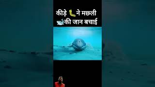 whale machhali ko kida ne Pani mein Dhakal ke bacha liya uska jivan [upl. by Ayoted933]